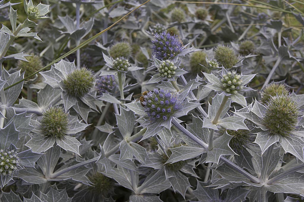 Blauwe zeedistel - Eryngium maritimum : Plant in P9 pot