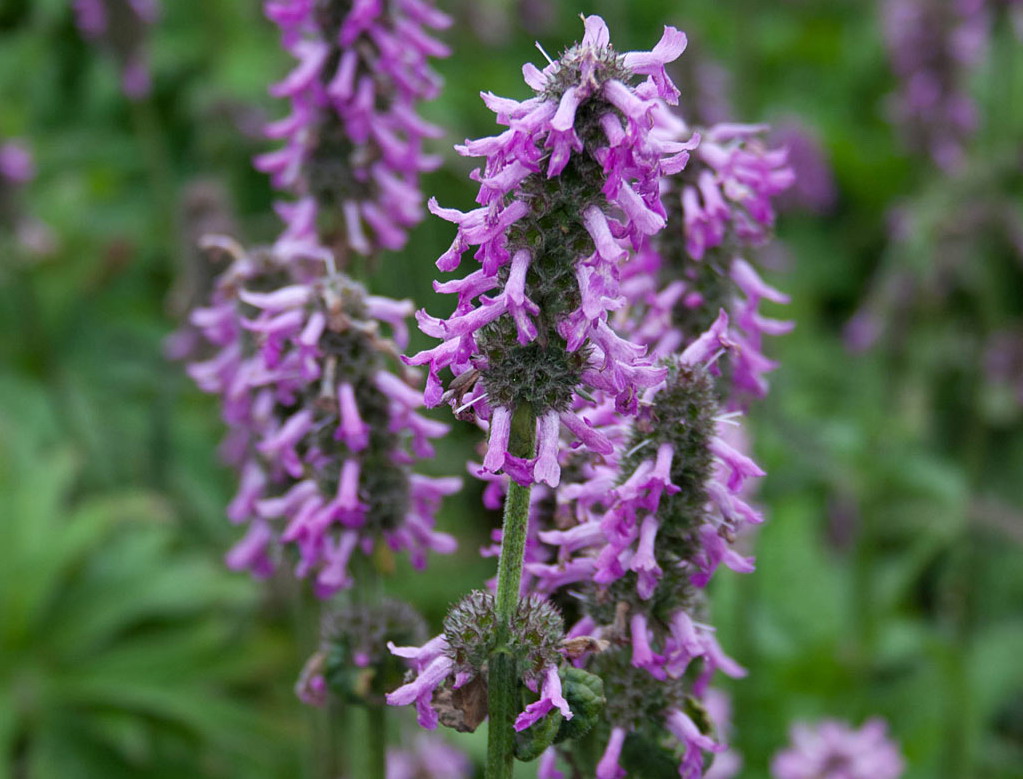 Betonie - Betonica officinalis : Losse grammen