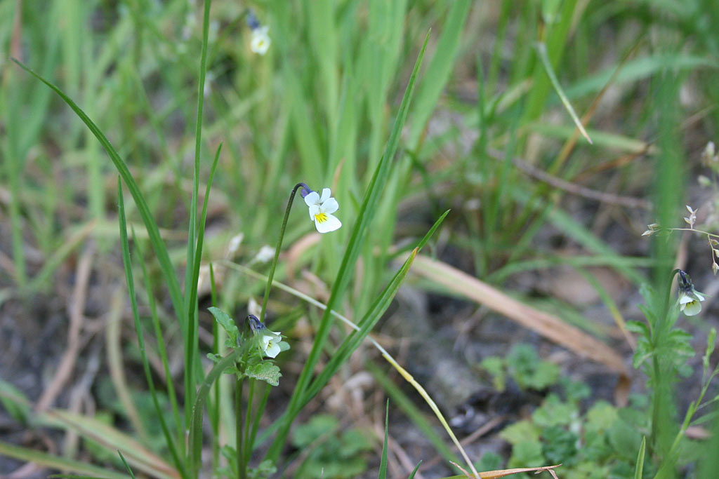 Akkerviooltje - Viola arvensis : Losse grammen
