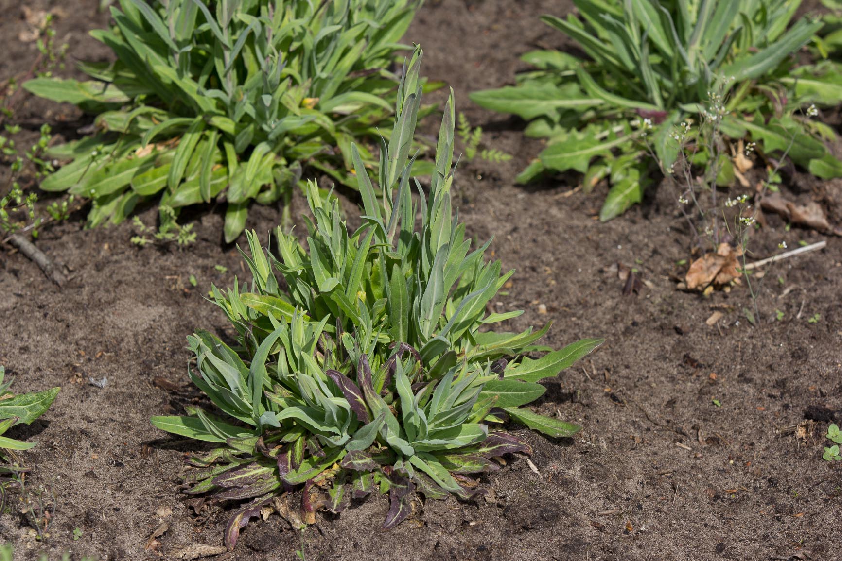 Ruige scheefkelk - Arabis hirsuta subsp. hirsuta : Zakje