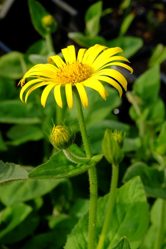 Hartbladzonnebloem - Doronicum pardalianches : Plant in P9 pot