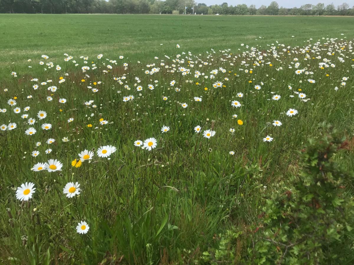 M1 Eenvoudig, middelhoog bloemrijk graslandmengsel voor alle gronden : Losse grammen