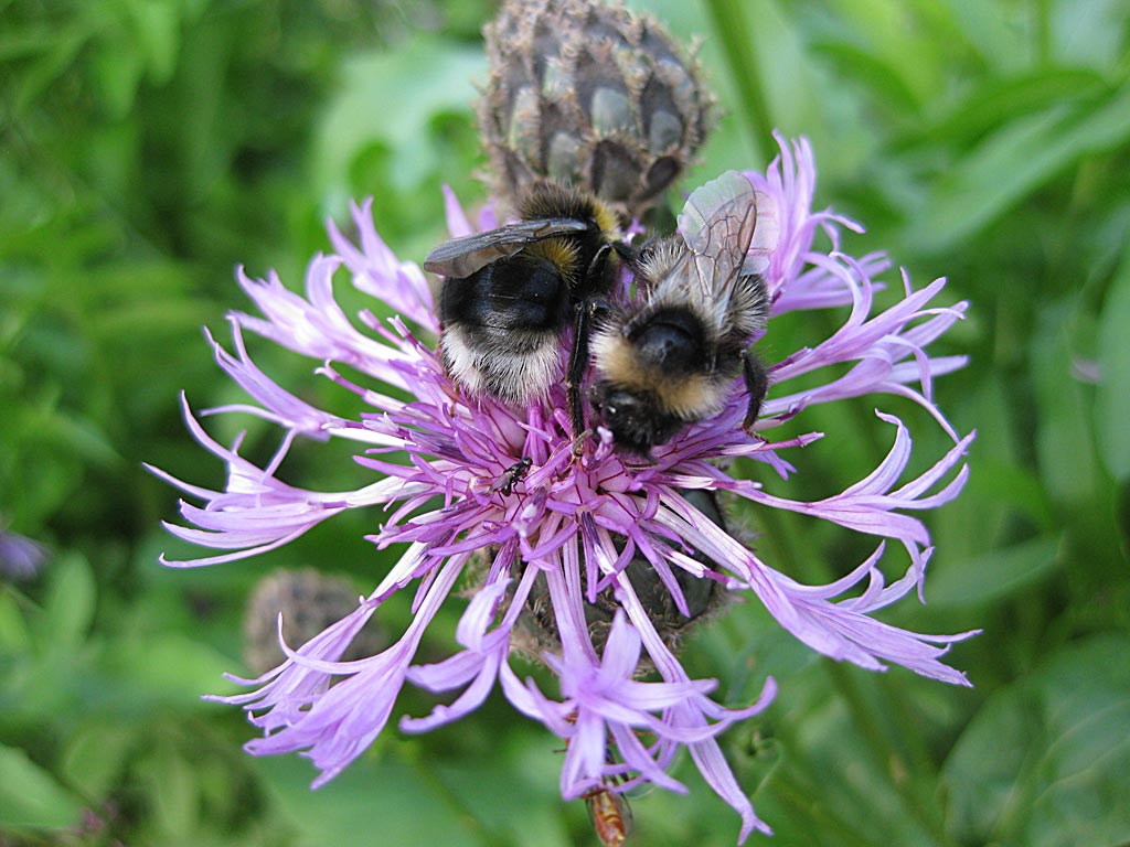 Grote centaurie - Centaurea scabiosa : Zakje