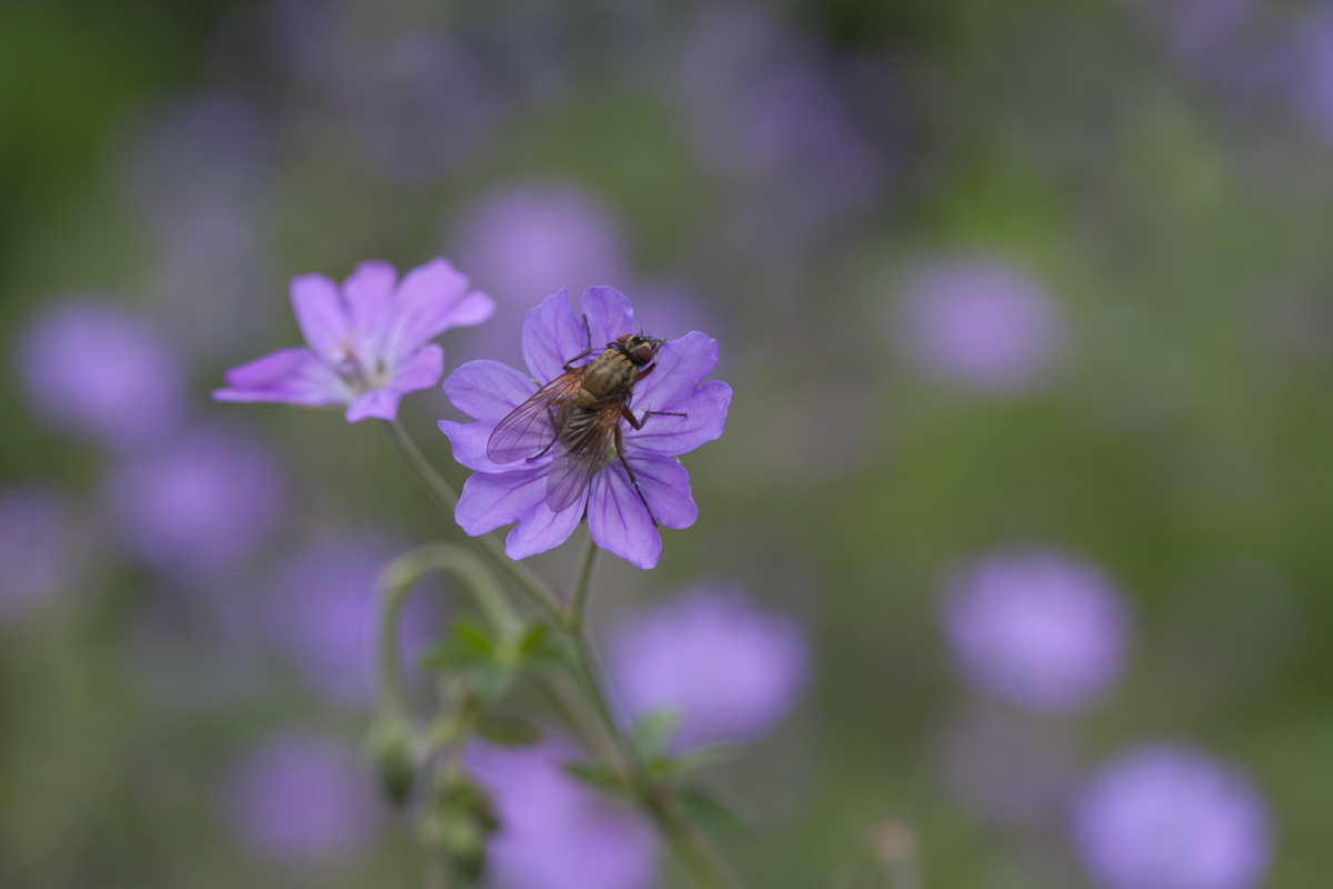 Bermooievaarsbek - Geranium pyrenaicum : Losse grammen