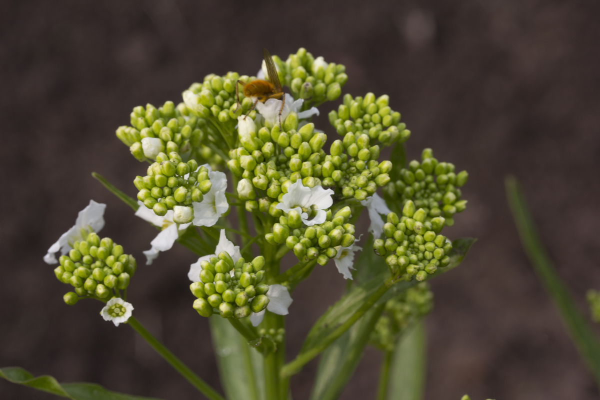 Mierikswortel - Armoracia rusticana : Plant in P9 pot