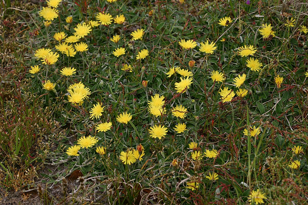 Muizenoor - Pilosella officinarum : Losse grammen