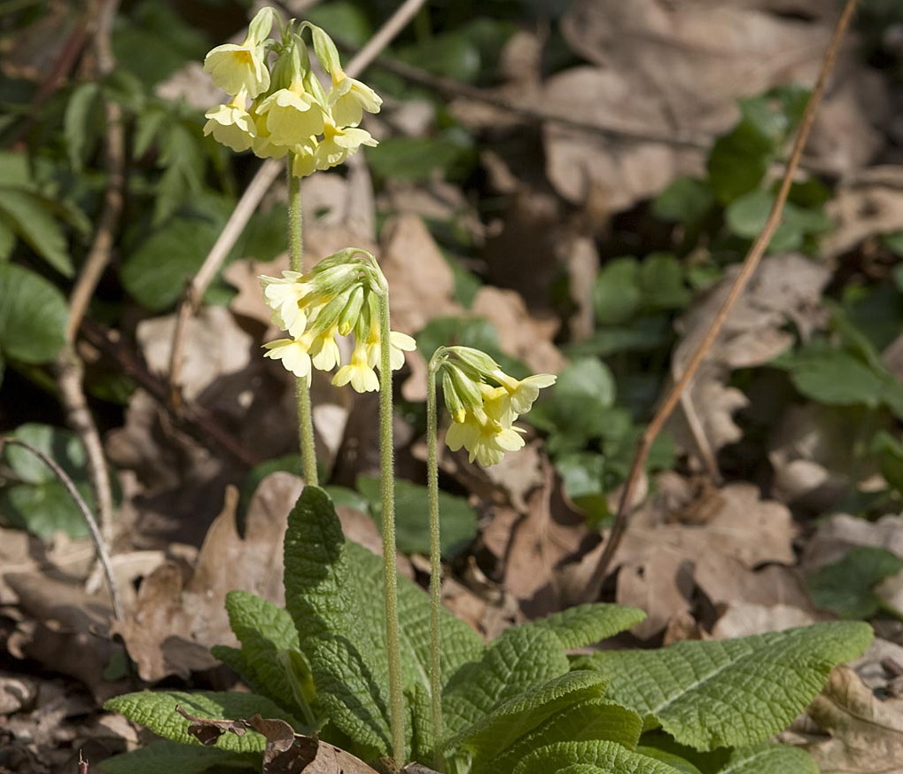 Slanke sleutelbloem - Primula elatior : Losse grammen