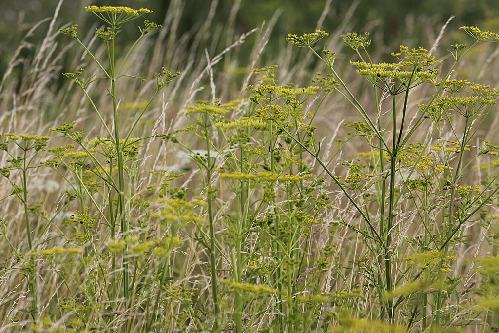 Pastinaak - Pastinaca sativa subsp. sativa : Zakje