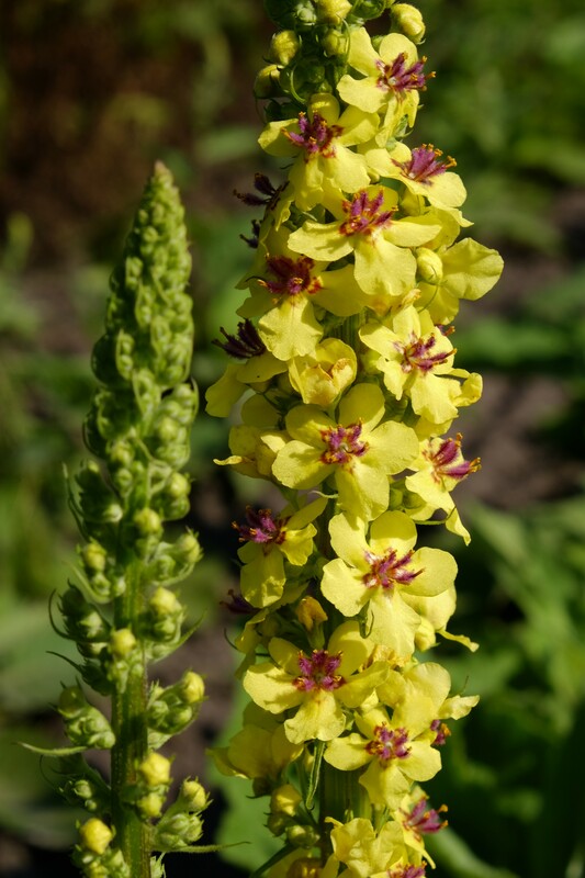 Zwarte toorts - Verbascum nigrum : Zakje