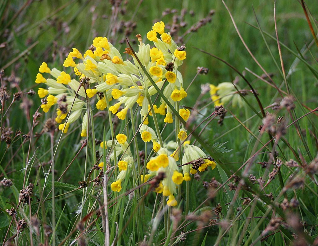 Gulden sleutelbloem - Primula veris : Zakje