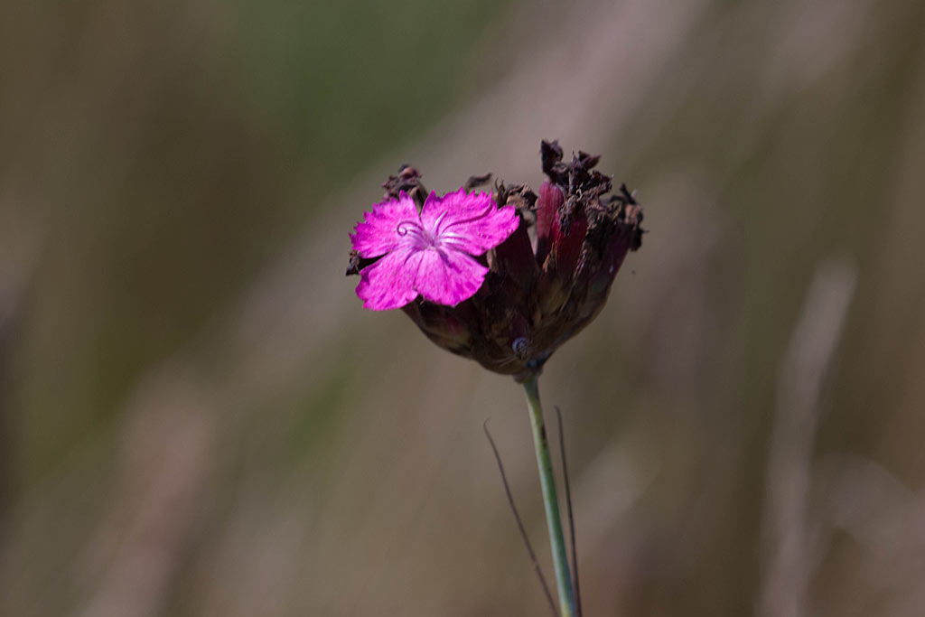 Kartuizer anjer - Dianthus carthusianorum : Plant in P9 pot