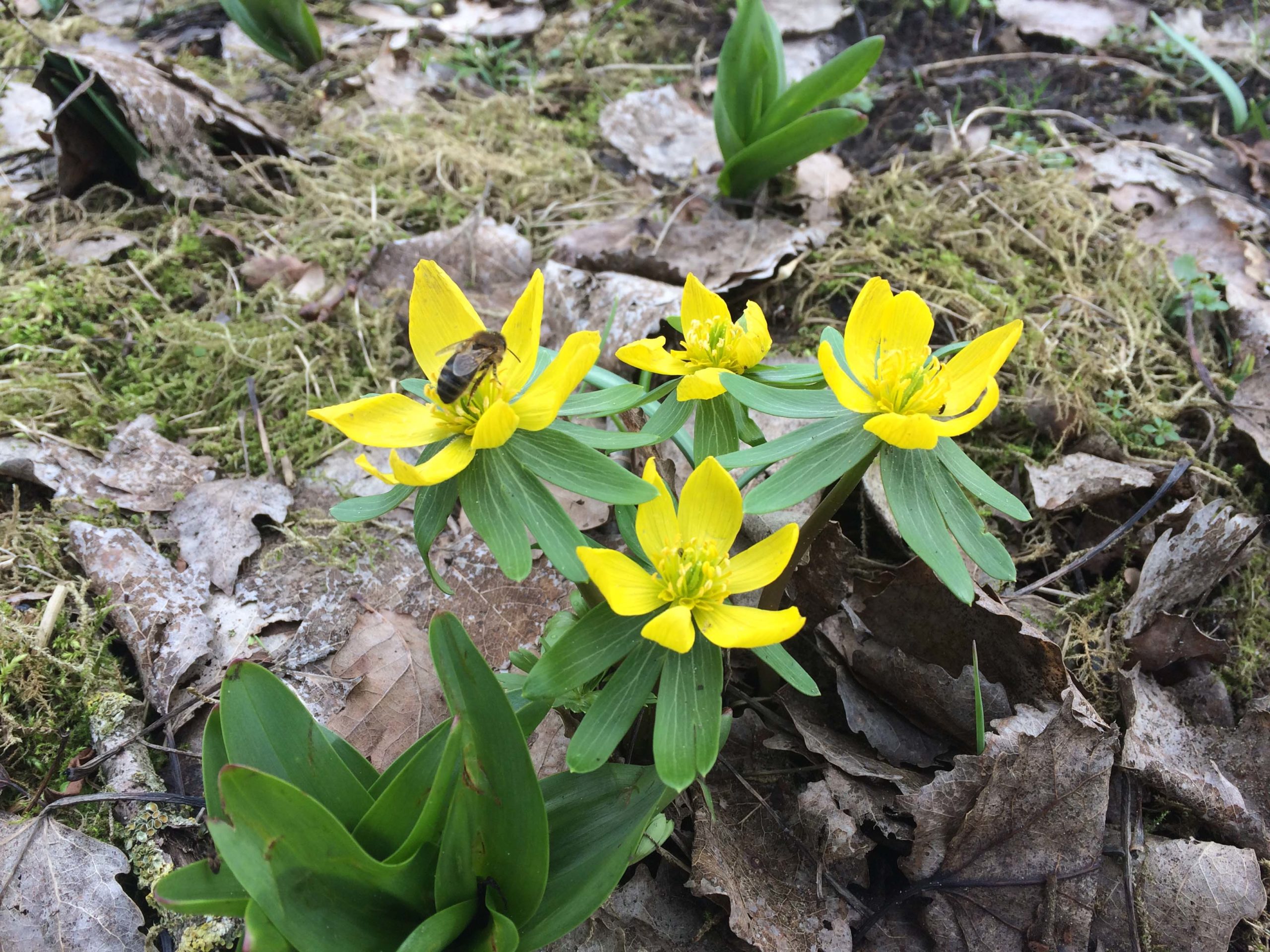 Winterakoniet - Eranthis hyemalis : Verpakking met 25 bollen