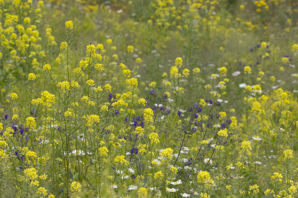 B1 Kleurrijk - tijdelijke natuur : Losse grammen