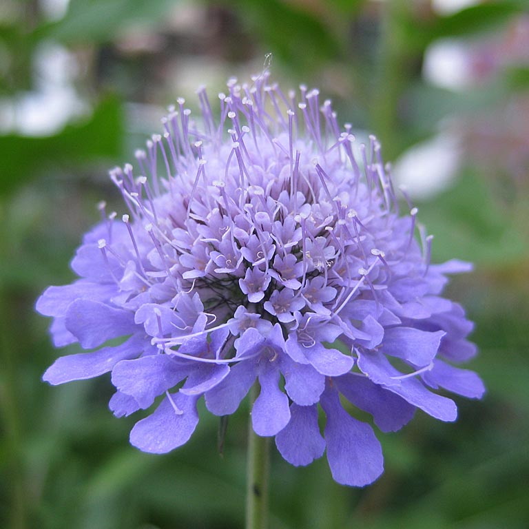 Wilde plant in het zonnetje - Duifkruid