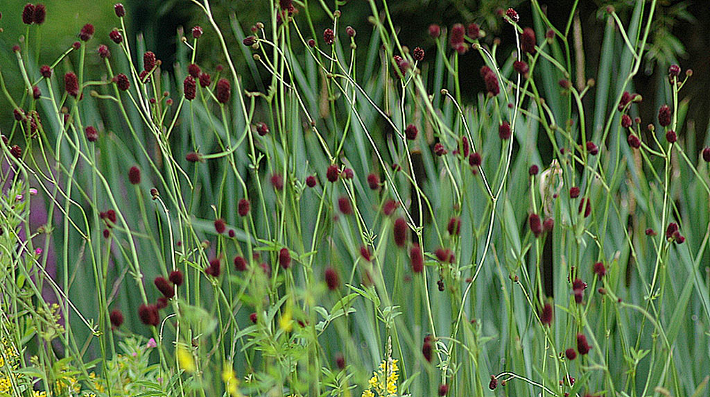 Grote pimpernel - Sanguisorba officinalis : Plant in P9 pot