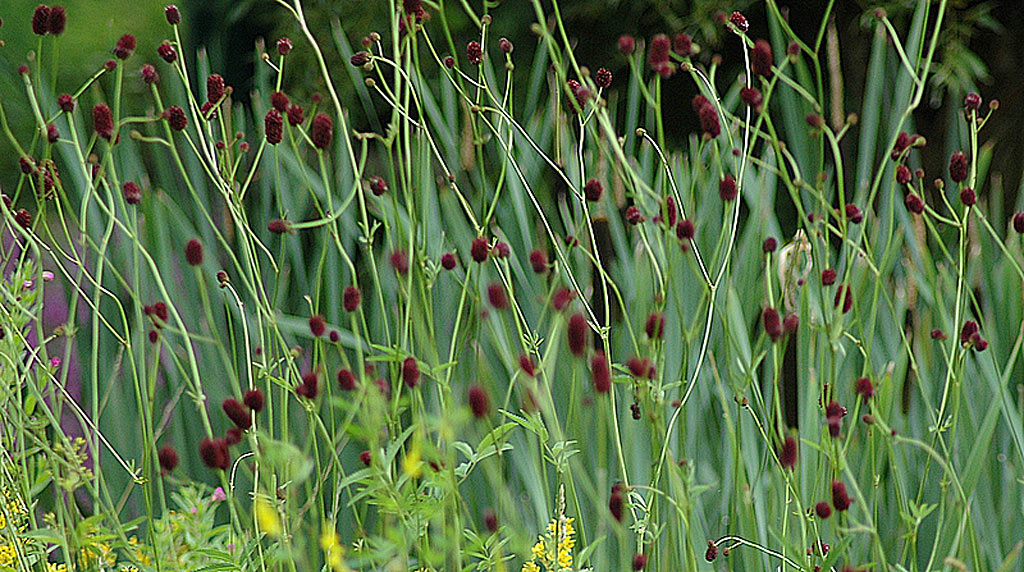 Grote pimpernel - Sanguisorba officinalis : Zakje