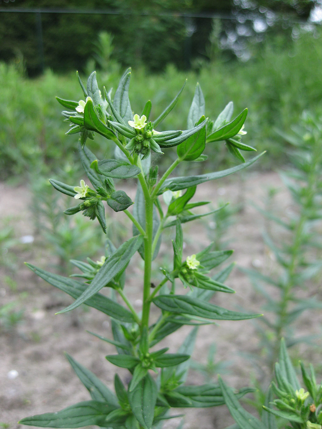 Glad parelzaad - Lithospermum officinale : Zakje