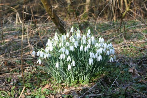 Gewoon sneeuwklokje - Galanthus nivalis : Verpakking met 25 bollen