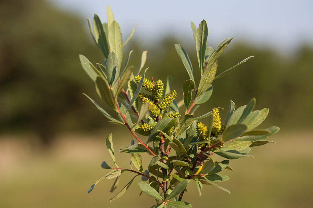 Wilde gagel - Myrica gale : Plant in C3 liter pot