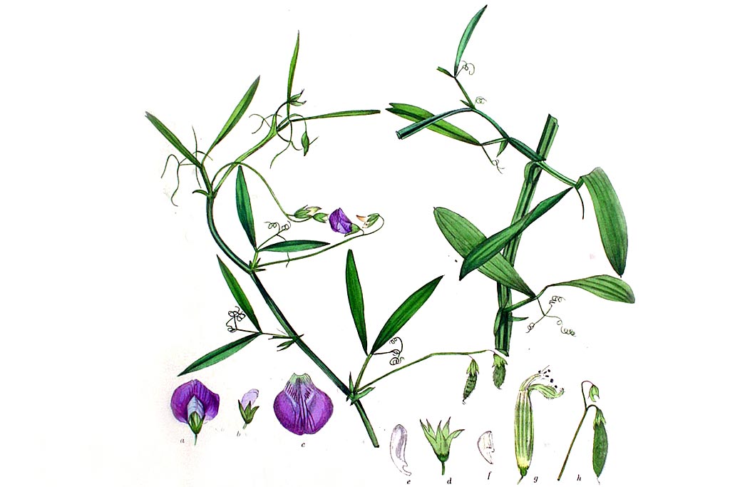 Ruige lathyrus - Lathyrus hirsutus : Zakje