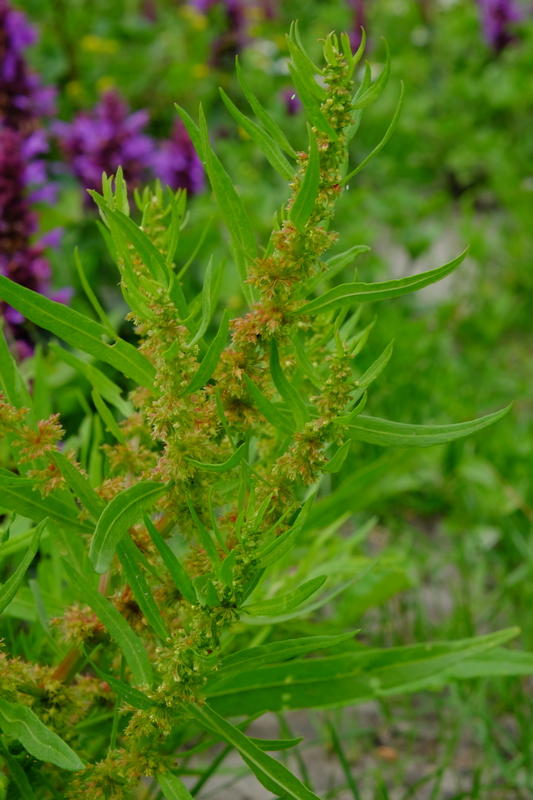 Goudzuring - Rumex maritimus : Zakje