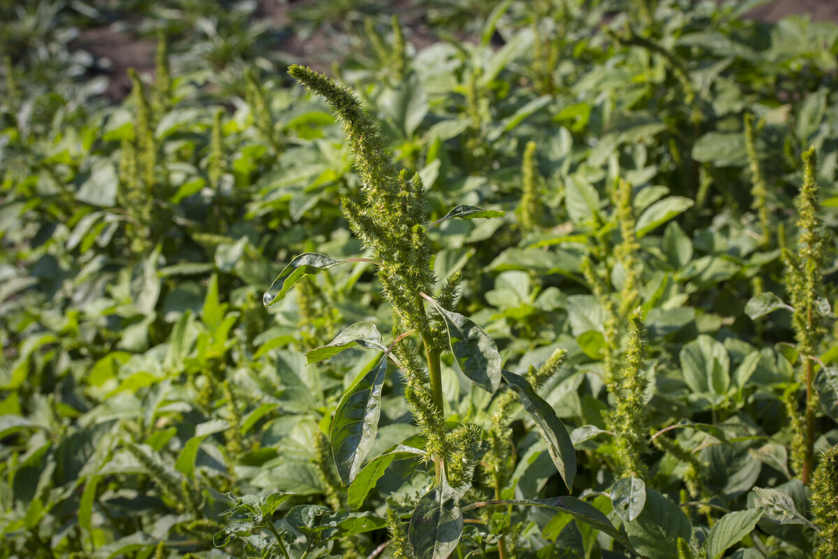 Goudzuring - Rumex maritimus : Losse grammen