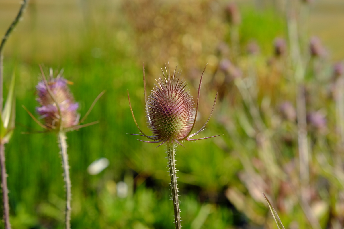 Grote kaardenbol - Dipsacus fullonum : Losse grammen