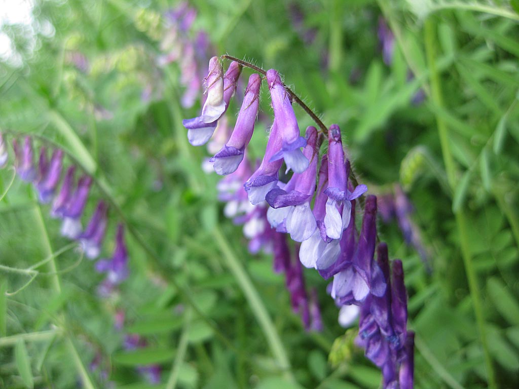 Bonte wikke - Vicia villosa : Losse grammen