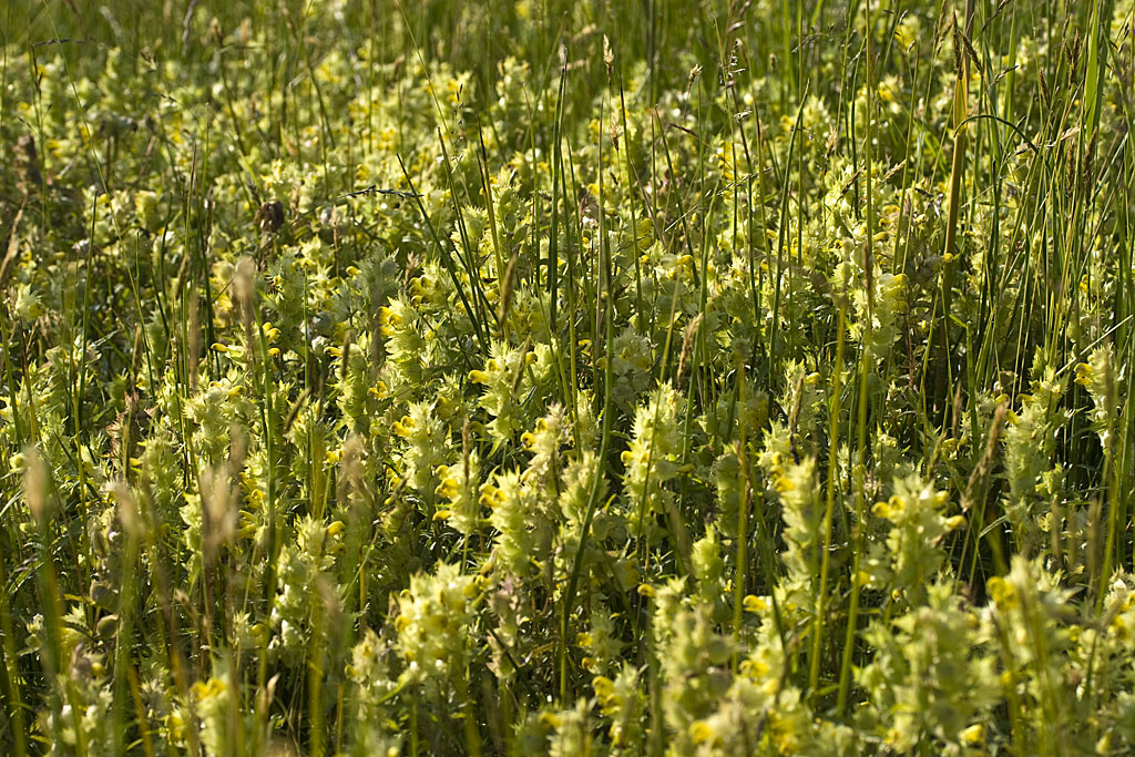 Grote ratelaar - Rhinanthus angustifolius : Zakje