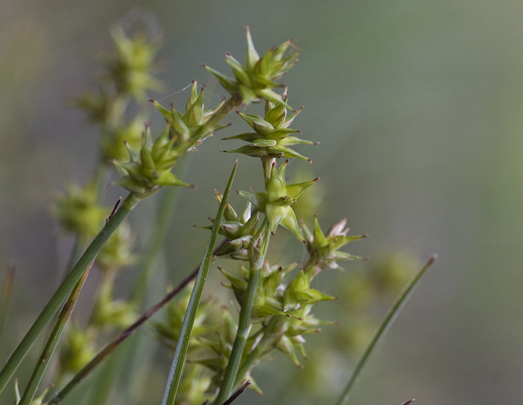 Sterzegge - Carex echinata : Losse grammen