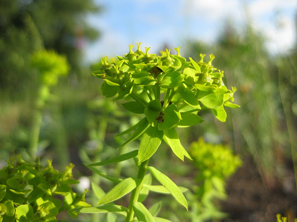 Zandwolfsmelk - Euphorbia seguieriana : Losse grammen