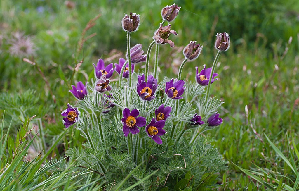 Wildemanskruid - Pulsatilla vulgaris : Plant in P9 pot