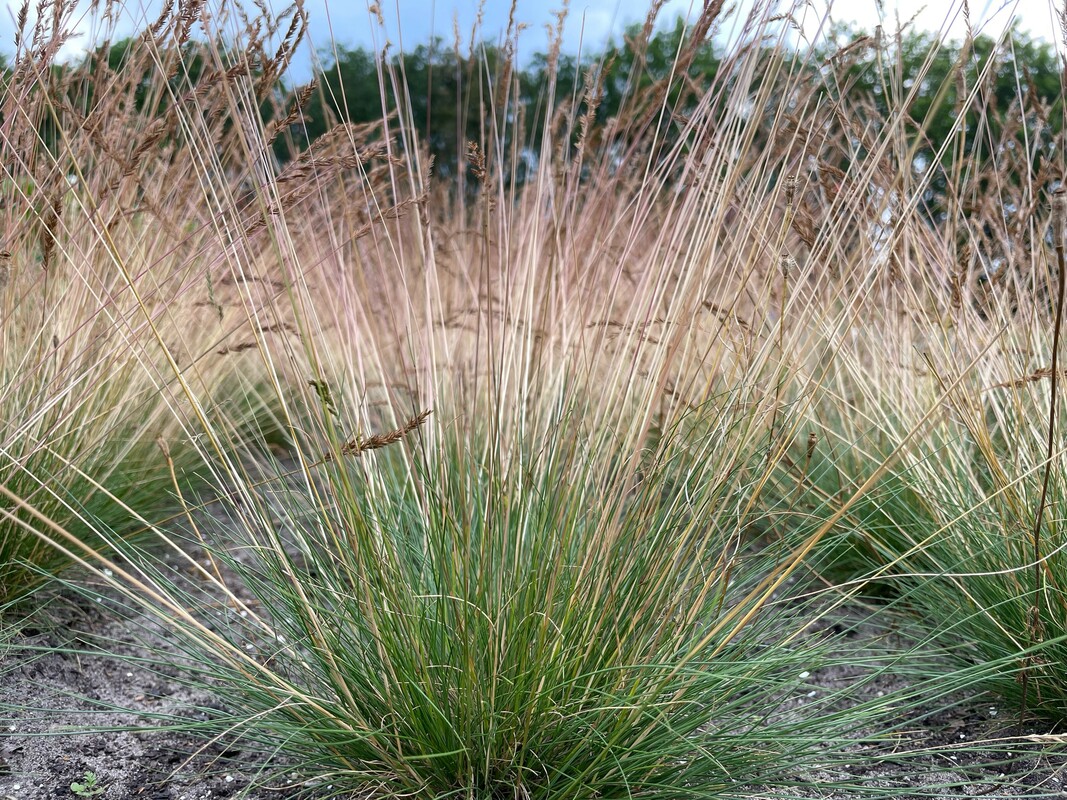 Fijn schapengras - Festuca filiformis