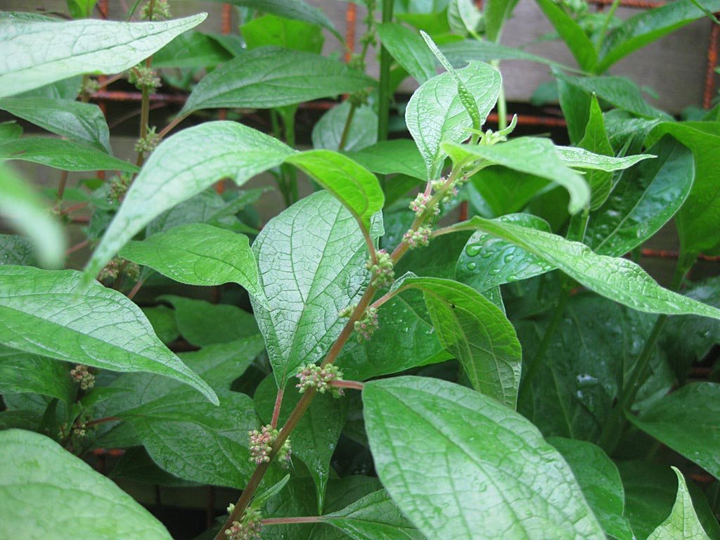 Groot glaskruid - Parietaria officinalis : Zakje