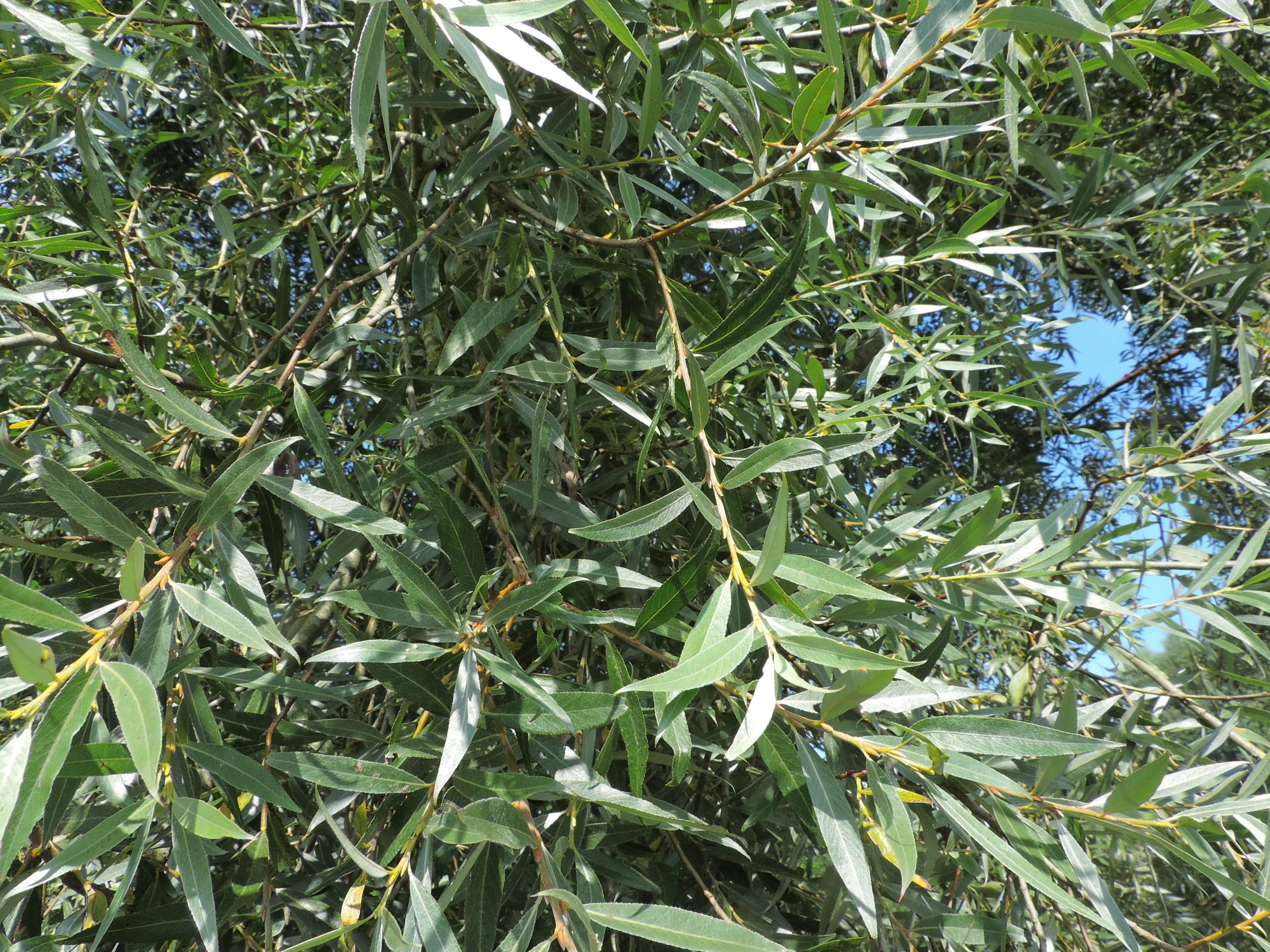 Schietwilg - Salix alba : Plant in C3 liter pot