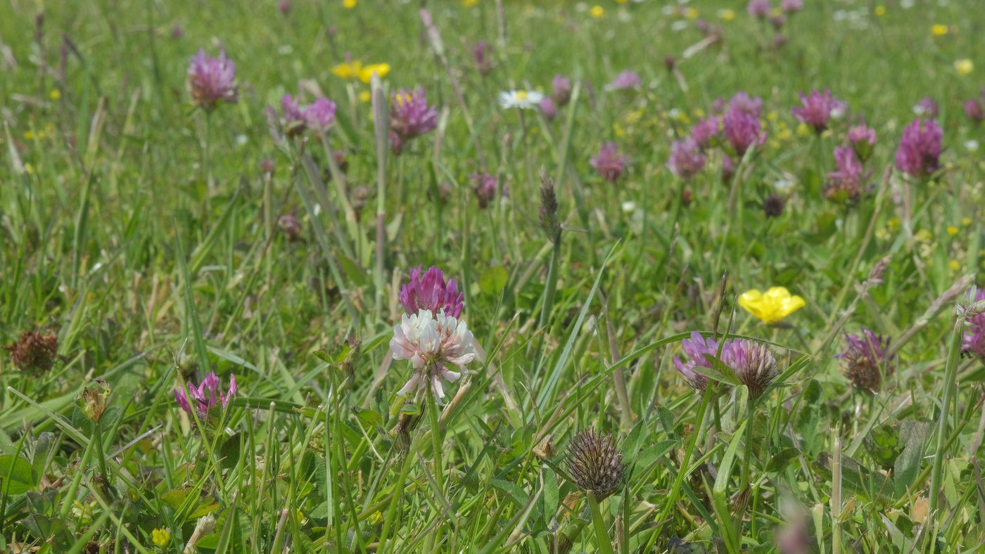 M5 Nectar onder het maaimes : Losse grammen