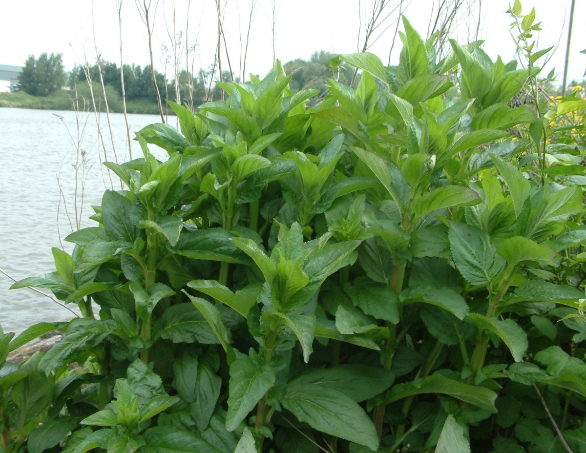 Gevleugeld helmkruid - Scrophularia umbrosa : Plant in P9 pot