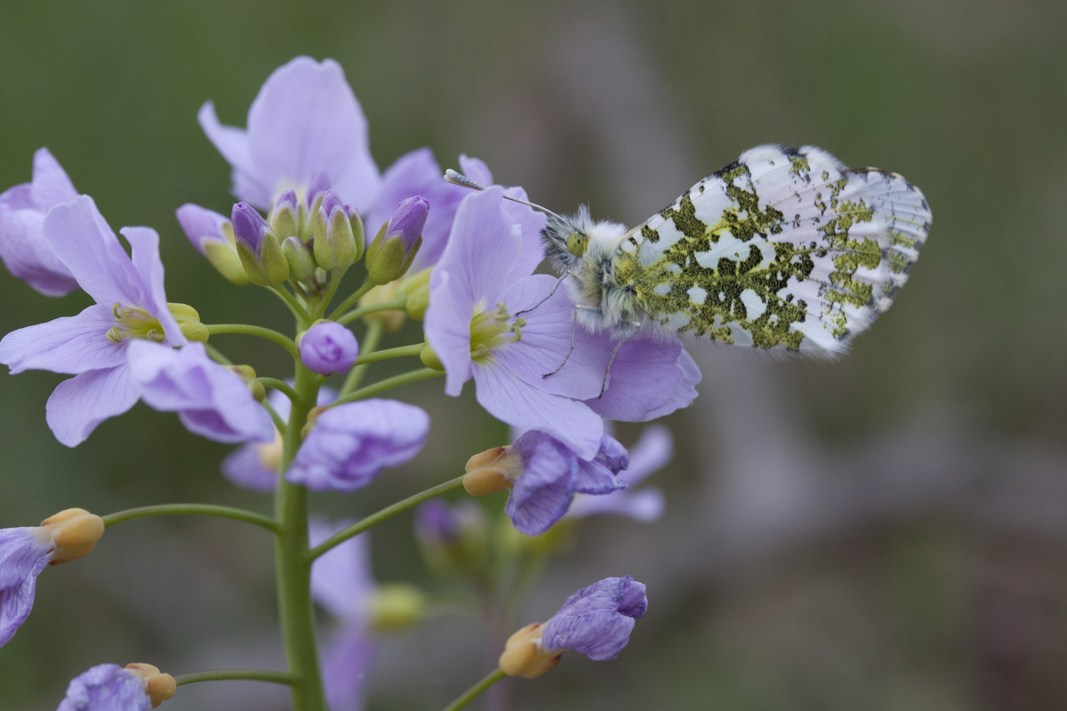 Pinksterbloem - Cardamine pratensis : Plant in P9 pot