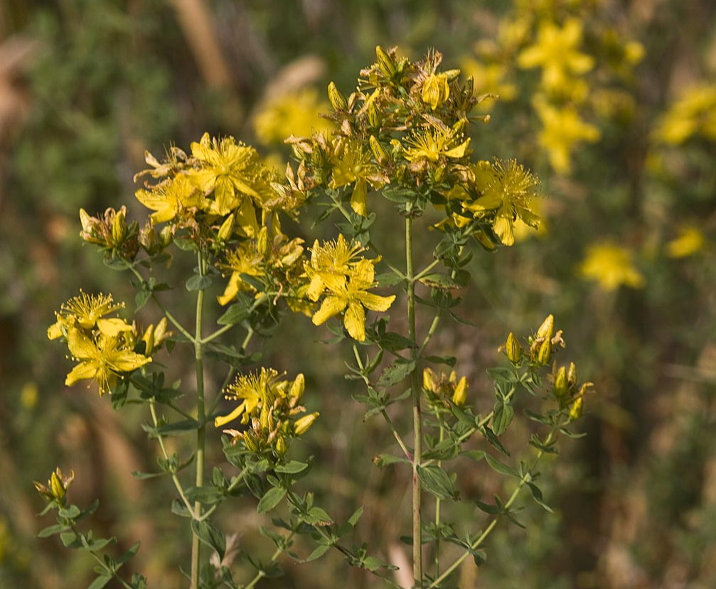 Sint Janskruid - Hypericum perforatum : Plant in P9 pot