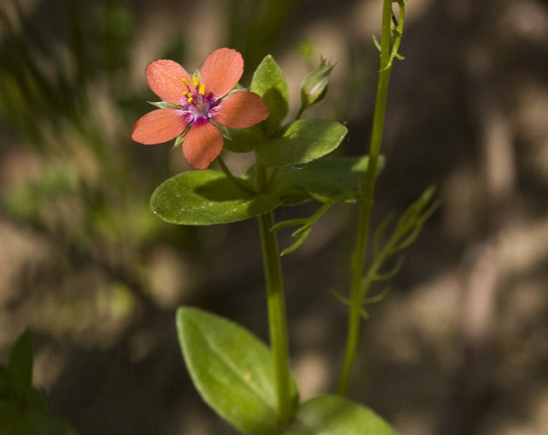 Rood guichelheil - Anagallis arvensis subsp. arvensis : Losse grammen