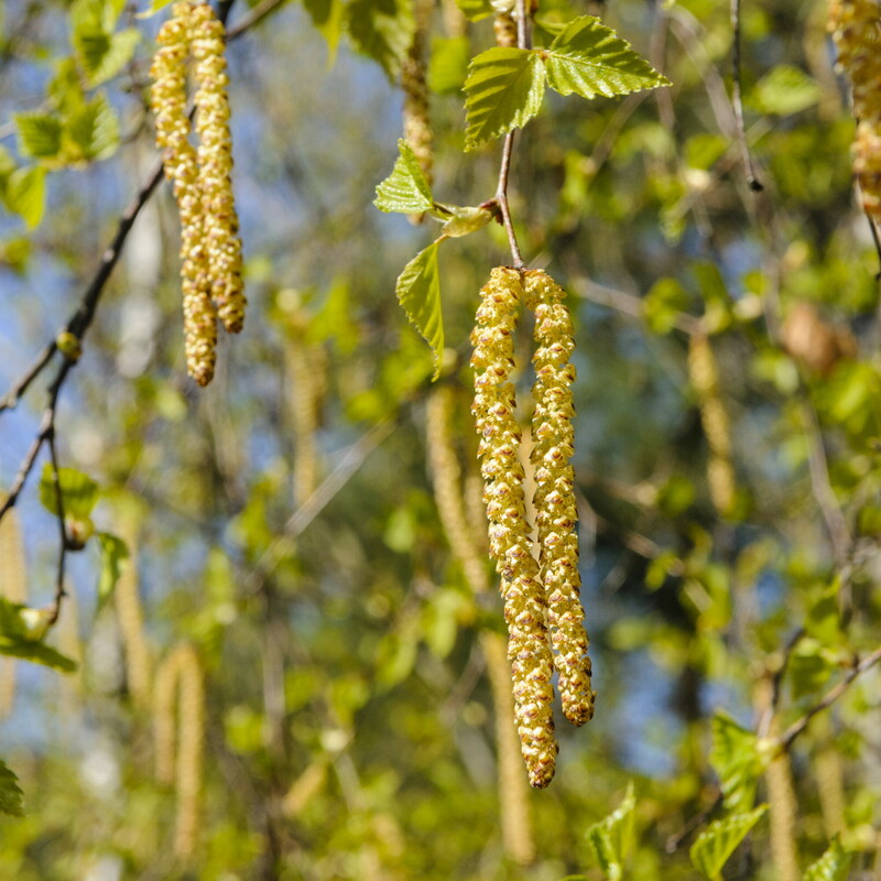 Zachte berk - Betula pubescens : Plant in P9 pot