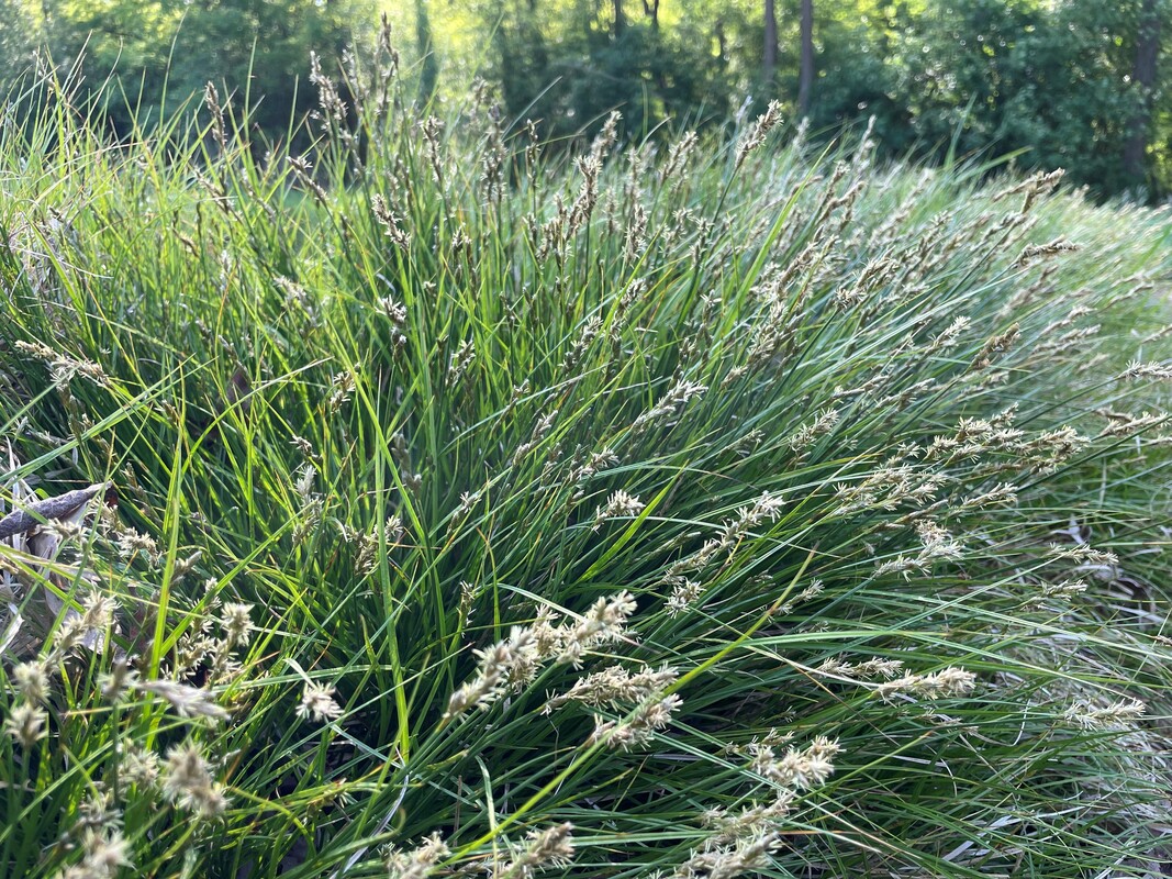 Hazenzegge - Carex leporina : Losse grammen
