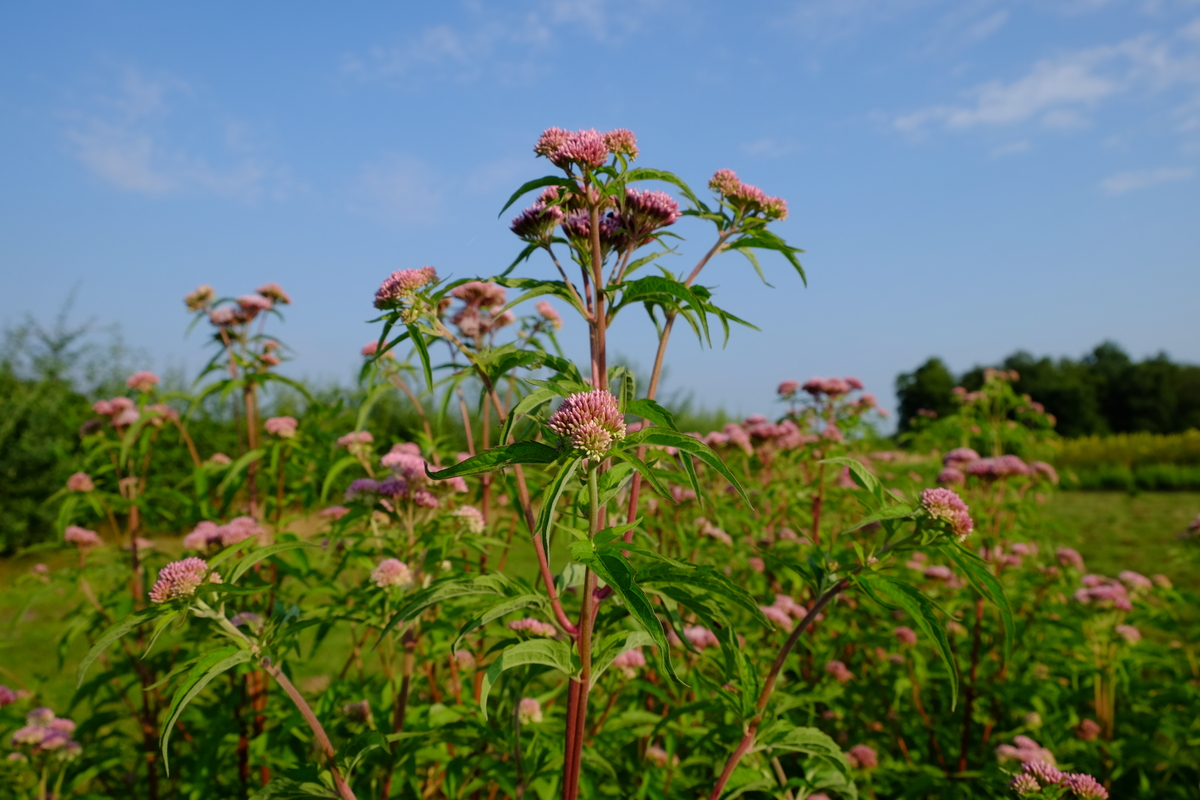 Plantpakket Libelle Hoeckje - hoog