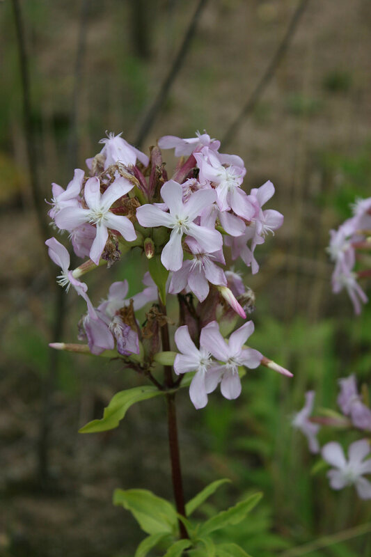 Zeepkruid - Saponaria officinalis : Zakje