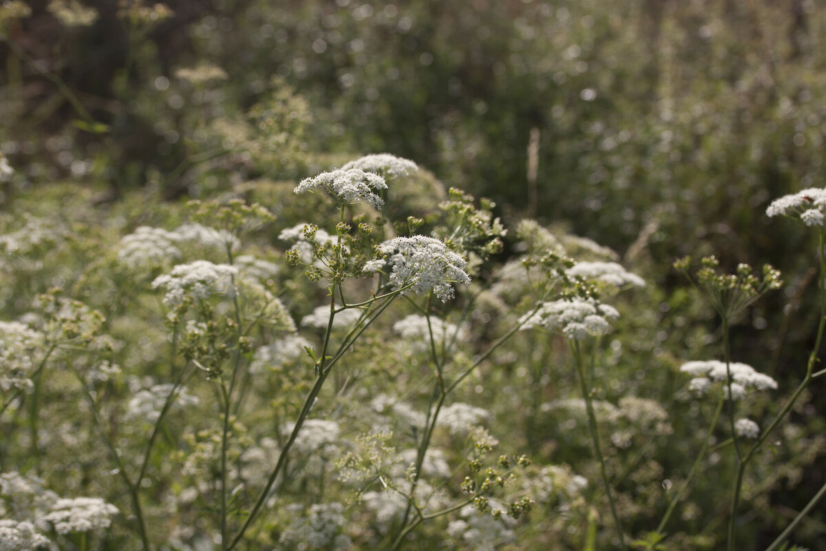 Grote bevernel - Pimpinella major : Zakje