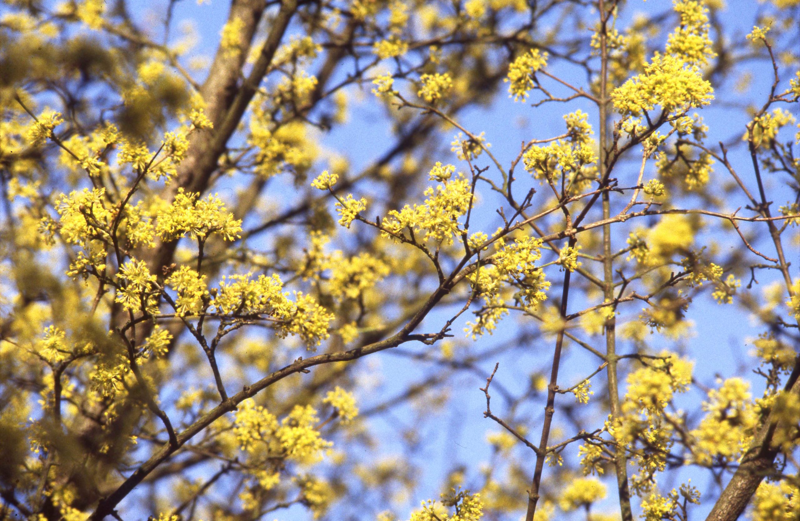 Gele kornoelje - Cornus mas : Los stuk wortelgoed