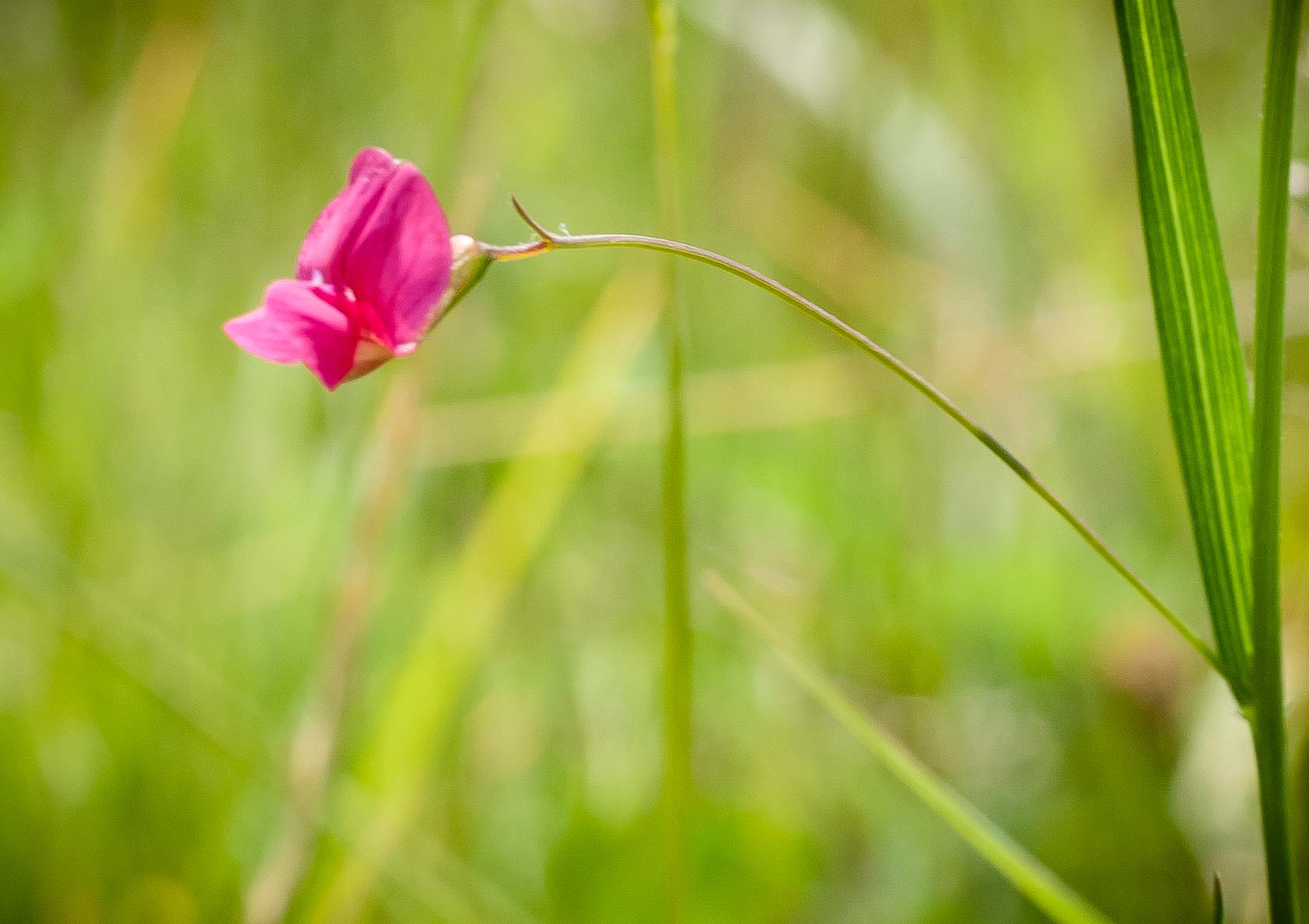 Graslathyrus - Lathyrus nissolia : Losse grammen