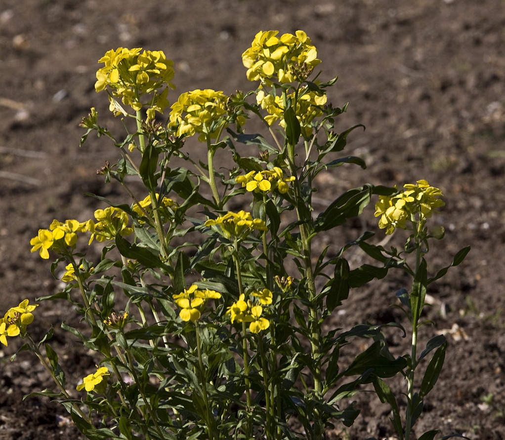 Muurbloem - Erysimum cheiri : Plant in P9 pot