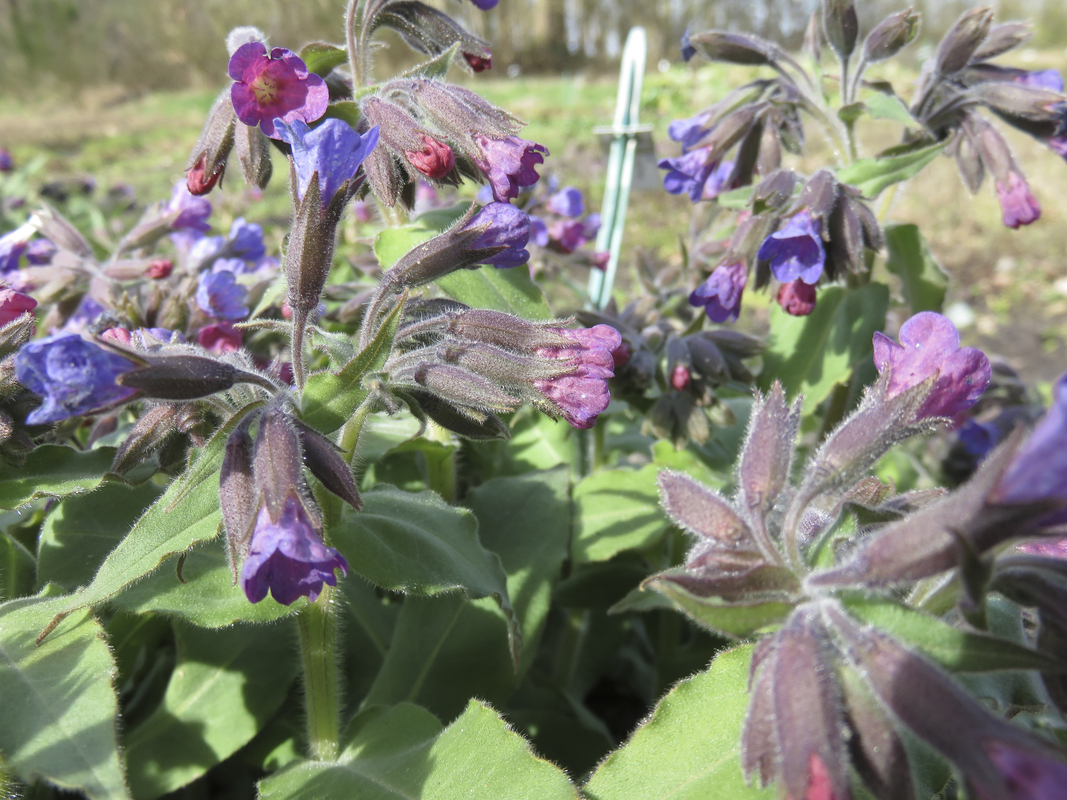 Ongevlekt longkruid - Pulmonaria obscura : Zakje zaden