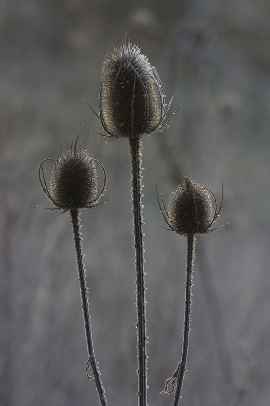 Grote kaardenbol - Dipsacus fullonum : Plant in P9 pot